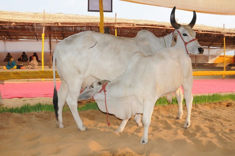 You are currently viewing आज है -‘गोपाष्टमी’ , भाग्य बदलना चाहते हो और सौभाग्य में अपार वृद्धि करना चाहते हो तो ऐसे करें आज गौ माता का पूजन, साथ ही जाने आज क्या करें क्या न करें