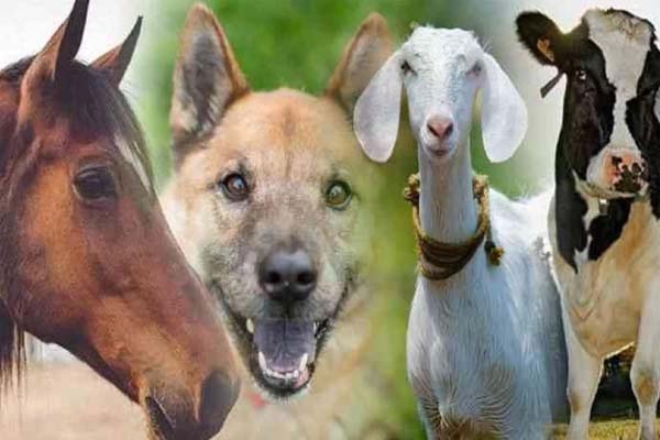 Read more about the article शर्मनाकः इन तीन दरिंदो ने 5 साल तक घोड़ी, बकरी समेत कई जानवरों संग बनाए संबंध, देखें तस्वीरें