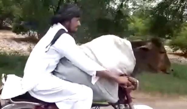 You are currently viewing पाकिस्तान में युवक ने गाय को बाइक पर बिठा घुमाया, वीडियो हुआ वायरल,  देखें वीडियो