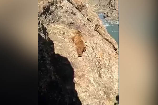 You are currently viewing शर्मनाकः भालू के साथ अमानवीय व्‍यवहार, पत्थरबाजी के बाद पहाड़ी पर से सीधा नीचे नदी में जा गिरा भालू, Video वायरल