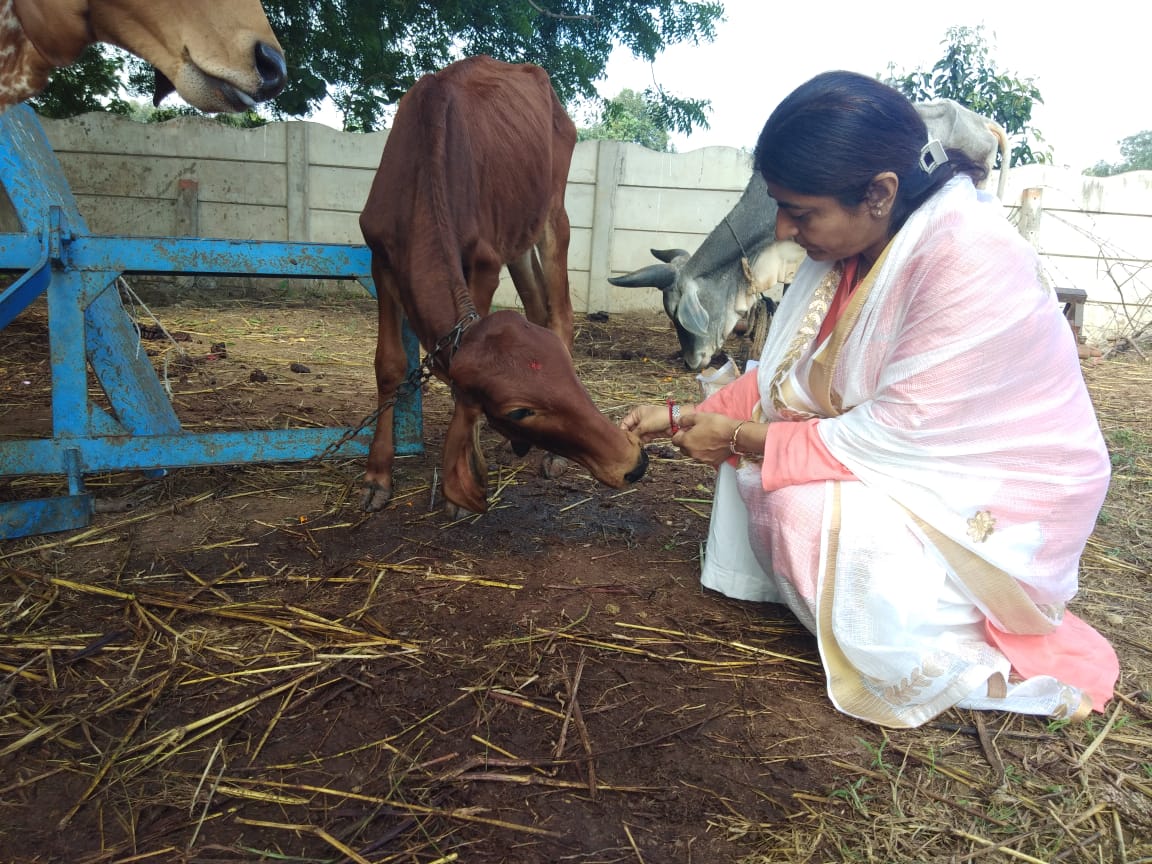 You are currently viewing प्रेरणामूर्ति भारती श्रीजी का गाय प्रेम ! सुबह से शाम तक सड़कों पर भूखी प्यासी गायों को अपने हाथों से गोग्रास लड्डू खिलाकर करते रहे सेवा, देखें वीडियो व तस्वीरें