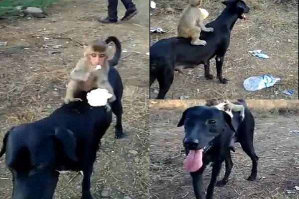 You are currently viewing VIDEO: बंदर-कुत्ते का ऐसा याराना यकीनन आपने पहले कभी नहीं देखा होगा