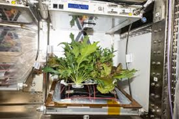 You are currently viewing NASA ने अंतरिक्ष में उगाई सब्जी, देखें तस्वीरें