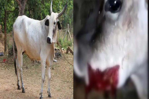 You are currently viewing केरल के बाद हिमाचल में दरिंदगी, अब गर्भवती गाय को खिलाया विस्फोटक, VIDEO देख दहल जाएगा दिल