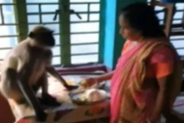 Read more about the article जब लंगूर को महिला ने अपने हाथों से मां की तरह खिलाया खाना, देखें भावुक कर देने वाला वीडियो