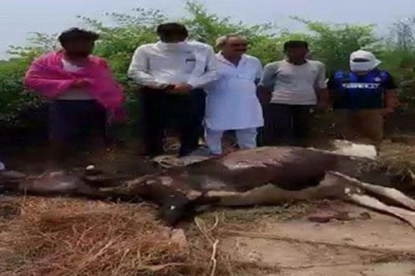 You are currently viewing पंजाब में इंसानियत शर्मसारः गाय के सिर में गोली मारकर हत्या, हिंदू संगठनों में भारी रोष