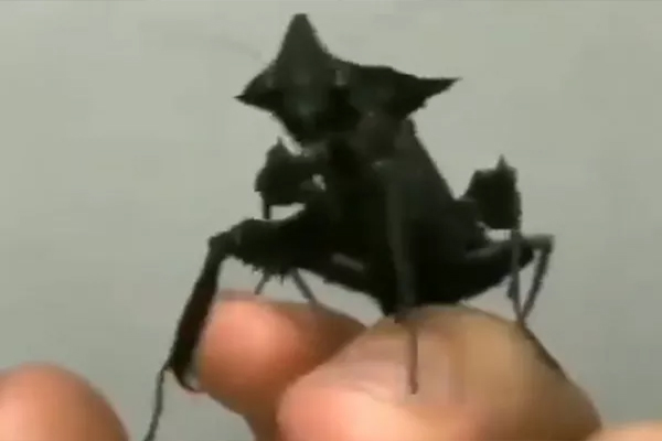 You are currently viewing इस कीड़े को देख लोग कह रहे Alien-Alien, सोशल मीडिया पर VIDEO वायरल