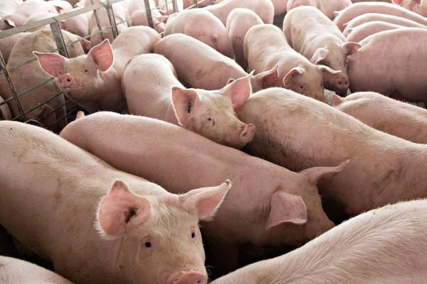 You are currently viewing भारत के इस राज्य में 12 हजार सूअरों को मारने का आदेश जारी, जानें इसके पीछे का कारण
