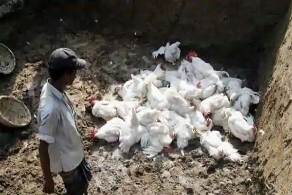 You are currently viewing कोरोना संकट के बीच भारत के इन राज्यों में बढ़ रहा Bird flu का प्रकोप, वायरस से बचने के लिए रखें ये सावधानियां