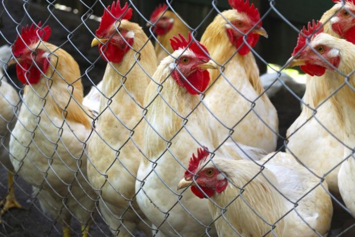 Read more about the article बर्ड फ्लू से एक ही गांव में 900 मुर्गों की मौत, 1 KM एरिया की सभी मुर्गियों को मारने का फ़ैसला