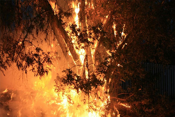 Read more about the article OMG: नशे में हंगामा कर रहा था शख्स, रिश्तेदारों ने पेड़ से बांध जलाकर मार डाला