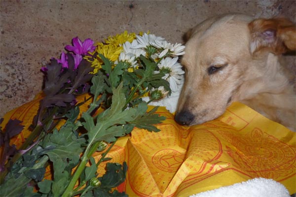 Read more about the article अनूठी पहल: अब कुत्तों का होगा अंतिम संस्कार, अस्थियां भी चुन सकेंगे लोग