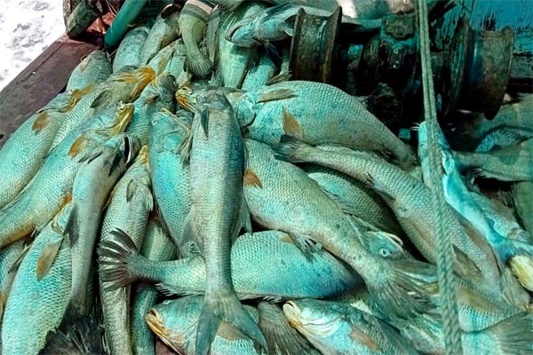 You are currently viewing रातोंरात चमकी मछुआरों की किस्मत, ‘घोल’ मछली से कमाए 1.33 करोड़ रुपये