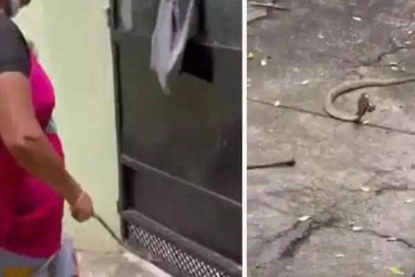 You are currently viewing घर में घुसे कोबरा को महिला ने इतने प्यार से भगाया कि सांप ने भी मान ली बात, देखें वायरल VIDEO