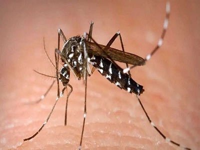 You are currently viewing कोरोना के बाद अब डेंगू के डंक ने बरपाया कहर,  पंजाब सहित नौ राज्यों में अलर्ट जारी- स्वास्थ्य मंत्रालय ने भेजी विशेष टीमें