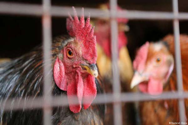Read more about the article मुर्गीपालन फार्म में अंडे देने वाली लाखों मुर्गियों को मार दिया गया, जानें इसके पीछे का कारण