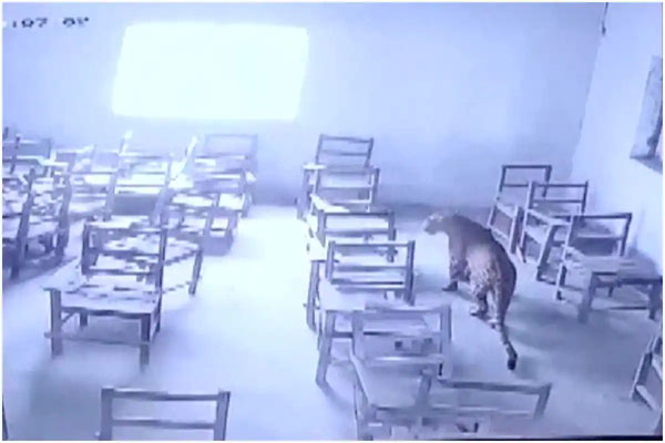 You are currently viewing जब कॉलेज की कक्षा में पहुंच गया तेंदुआ, छात्र को किया घायल- मचा हड़कंप