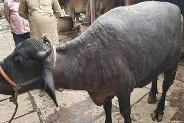 You are currently viewing पंजाब सरकार ने पशुओं में तेजी से फैल रही लम्पी संक्रमण की रोकथाम के लिए गठित की कमेटी