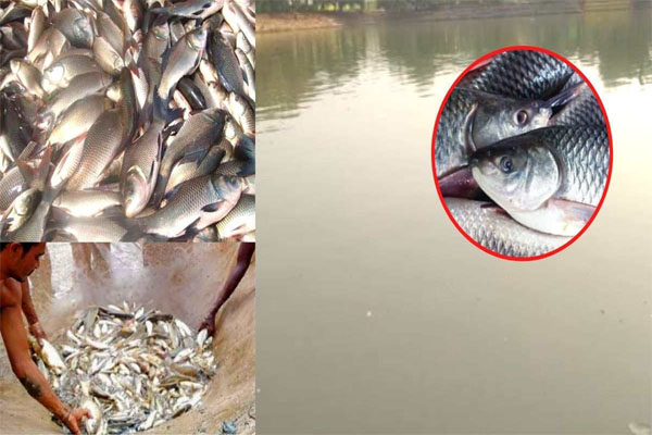 Read more about the article मछली पालन से लाखों कमाने का मौका, पंजाब सरकार दे रही 40 फीसदी सब्सिडी