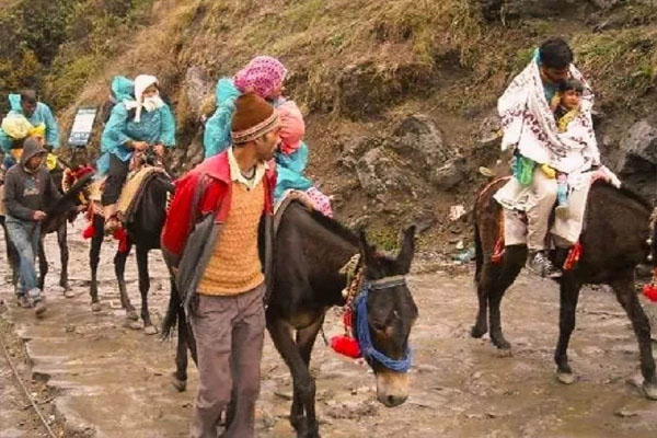 You are currently viewing केदारनाथ यात्रा में सेवाएं दे रहे 14 घोड़े और खच्चरों की मौत से हड़कंप, प्रशासन से उठाया बड़ा कदम; लिया ये फैसला