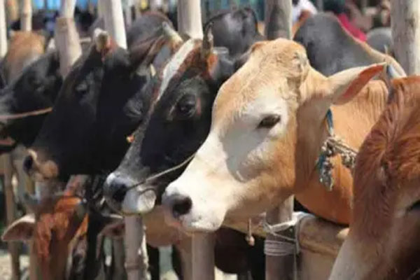 Read more about the article पंजाब में गौ मांस फैक्ट्री का भंडाफोड़, हिंदू नेता ने की कार्रवाई; कई फरार- आरोपियों की तलाश में पुलिस ने शुरु की छापेमारी