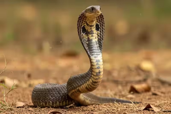 You are currently viewing सांप काटने पर घबराएं नहीं, तुरंत अस्पताल जाएं; स्वास्थ्य विभाग ने जारी किए दिशा-निर्देश