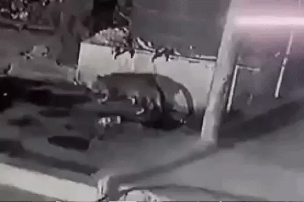 You are currently viewing चंडीगढ़ में बच्चों के साथ टहल रही महिला के सामने आया खूंखार तेंदुआ, CCTV फुटेज देखकर कांप जाएंगे आप