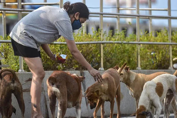 Read more about the article मोहाली में आवारा कुत्तों को कहीं भी खाना खिलाने पर लगेगा बैन, नगर निगम बनाएगा 47 ‘डॉग फीडिंग पॉइंट’